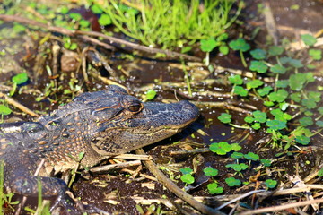 alligator in swamp