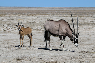 Oryxantilopen Jungtier und Muttertier