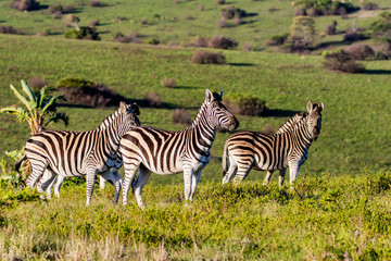 Fototapeta na wymiar Group of zebras in the wild in Buffalo City, Eastern Cape, South Africa