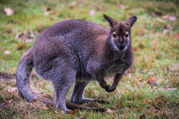 kangaroo