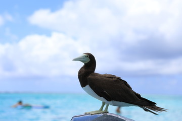 Fototapeta na wymiar タヒチの海のカツオドリ