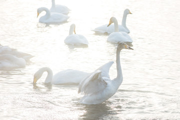 Beautiful white whooping swans swimming in the nonfreezing winter lake. The place of wintering of swans, Altay, Siberia, Russia.