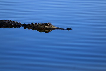 alligator with reflection