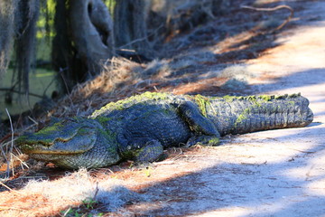 Alligator missing part of tail