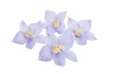 delphinium flowers isolated