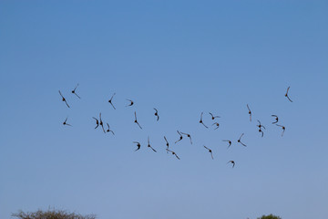 Taubenschwarm im Etosha-Nationalpark