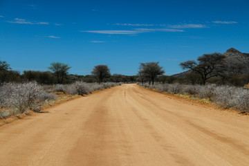 Blühende Büsche im Straßenrand in Namibia