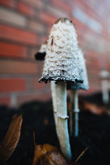 Shaggy ink cap. Lawyer's wig. Shaggy mane. The young mushrooms, before the gills start to turn...