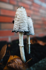 Shaggy ink cap. Lawyer's wig. Shaggy mane. The young mushrooms, before the gills start to turn black, are edible. Conditionally edible mushroom. Delicacy. © Yauhen Leukavets