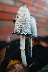 Shaggy ink cap. Lawyer's wig. Shaggy mane. The young mushrooms, before the gills start to turn black, are edible. Conditionally edible mushroom. Delicacy.
