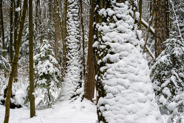 Śnieżna zima w lesie Zwierzynieckim, Białystok, Podlasie, Polska