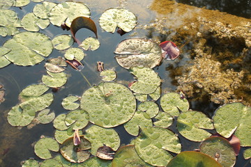 Wet waterlily in a pond