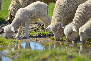 Herd of sheep and lambs on field