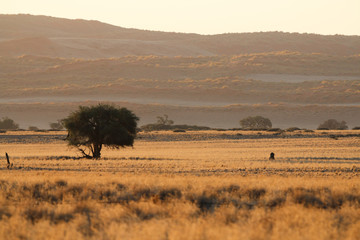 Fototapeta na wymiar Namib Wüste