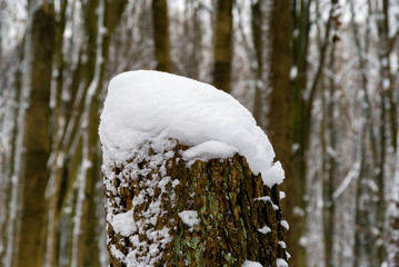 Śnieżna zima w lesie Zwierzynieckim, Białystok, Podlasie, Polska