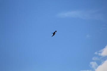 fragata