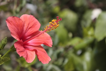 Hibiskusblüte © LisaMarie