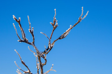 branch of a tree in spring