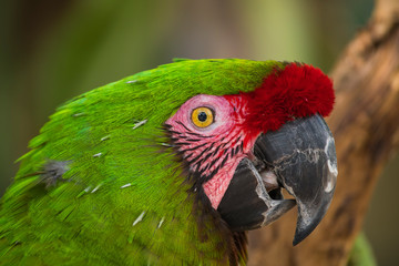 parrot