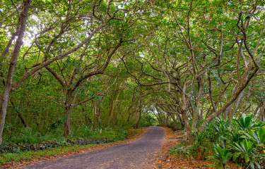 Maui - Back Road