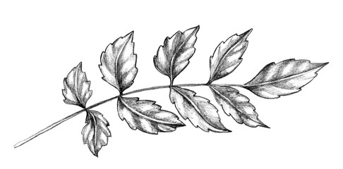 Branch with Leaves Pencil drawing