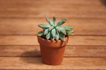 succulent plant and pottery