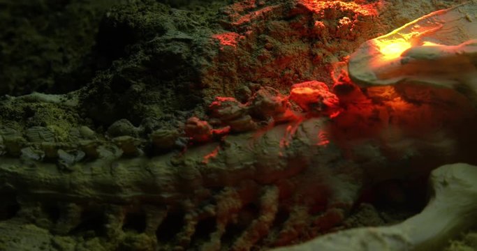Abstract macro composition. Excavating bones dinosaur in the sand, Skeleton and archaeological find. 4k.