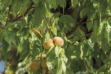 Mentone Roquebrune Cap Martin ramo di pesco con frutti