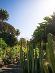 Fototapeta premium teide 