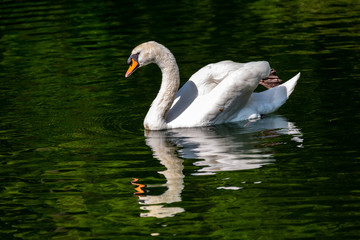 Fototapeta premium White swan in water