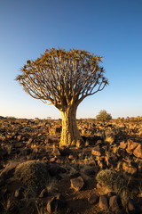 Quiver tree between the rocks