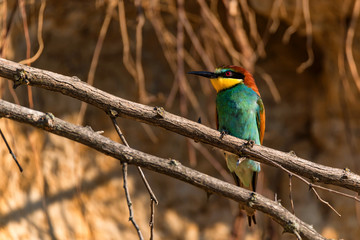 Exotic bird European bee-eater or Merops apiaster