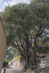 Fototapeta premium Mentone Roquebrune Cap Martin ulivo millenario