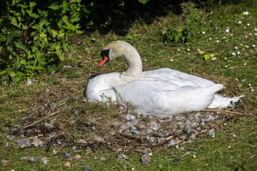 White swan in nest