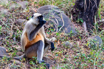 Gray langur or Hanuman langur sits on the ground and eats something