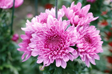 Fototapeta premium Amazing chrysanthemums of the queen of autumn. When everything dies they come to life.