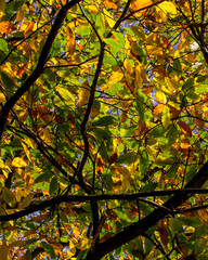 Autumn Leaves on Chestnut