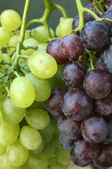 Grapes