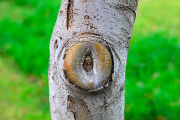 close-up of Trunk scar