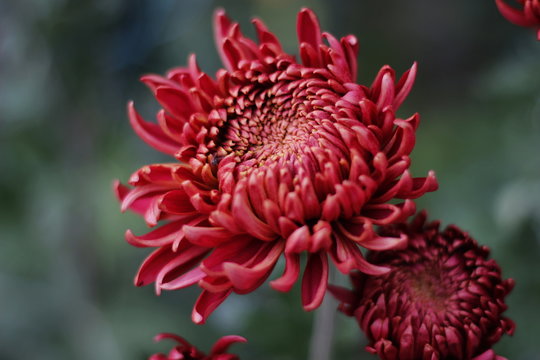 Amazing chrysanthemums of the queen of autumn. When everything dies they come to life.