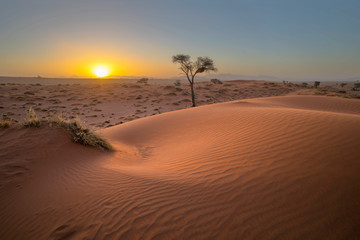 Sunset at red sand dune
