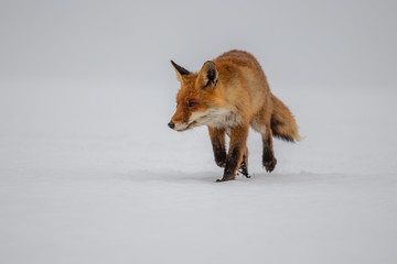 Red fox (Vulpes vulpes) with a bushy tail hunting in the snow in winter in Algonquin Park in Canada