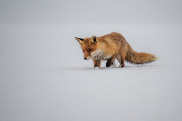 Red fox (Vulpes vulpes) with a bushy tail hunting in the snow in winter in Algonquin Park in Canada