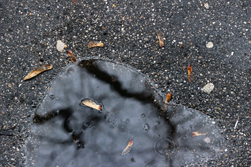 Wet asphalt puddle water pavement sidewalk surface texture