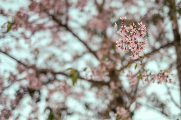 close up sakura flower on branch of tree background beautilful north Thailand