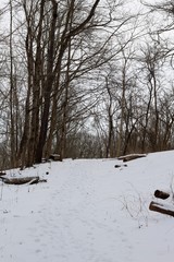 A snowy slippery trail up the hill in the forest on a cold day.