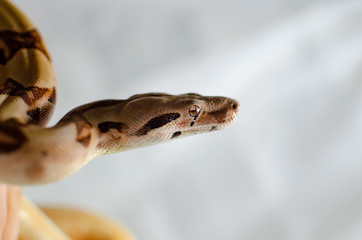 Boa constrictor imperator salmon.  Exotic animals in the human environment. Snake isolated on a white background.
