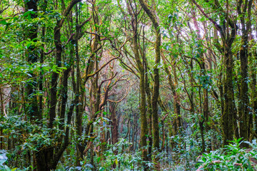 Kew Mae Pan Nature Trail Trekking trail leading through jungle landscape of deep tropical rain forest. famous  trail in Chiang Mail North Thailand