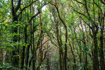 Kew Mae Pan Nature Trail Trekking trail leading through jungle landscape of deep tropical rain forest. famous point trail in Chiang Mail North Thailand
