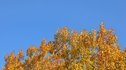 Birch tree tops in autumn, yellow leaves contrasting with blue sky (space for text in upper part)